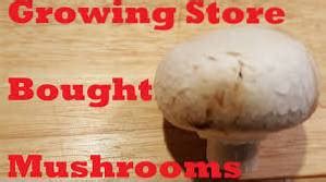 how to grow mushrooms from mushrooms|Propagating Store Bought Mushrooms: How To Grow Mushrooms Fro.